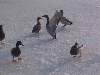 i/Kranj/Bled/Picture 165 - Ducks.avi